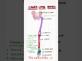 Bones of upper limb and lower limb.make easy