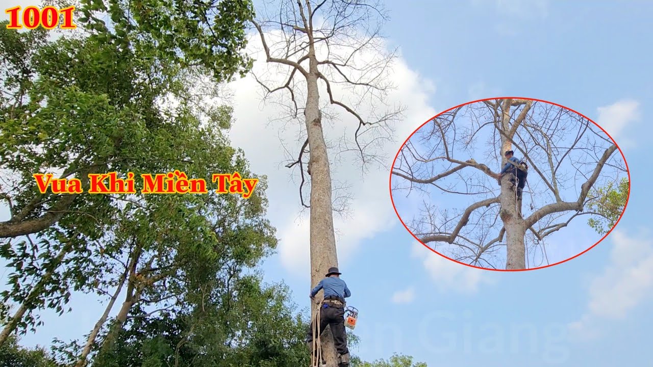 Tổng hợp Vua Khỉ Miền Tây cưa cây Dầu lớn ở Đình Thần , bị sét đánh trúng . Cutting red wood
