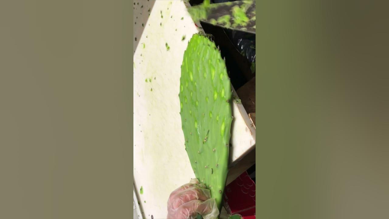 TOOL TO PEEL NOPALES IN SECONDS - HOW TO DO IT AT
