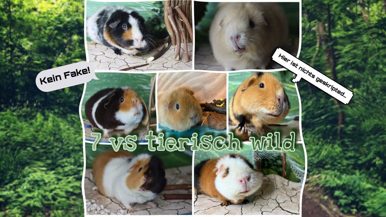 Outtakes 7 vs tierisch wild - Wenn man mit Amateuren arbeitet | Die Schweinwohner