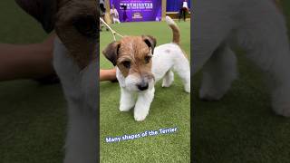 The Westminster Dog Show! #dog #terrier #hairlessdog #foxterrier #dogshow