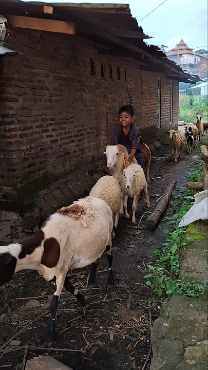 Azka pulang ngangon kambing #trending #short #kambing