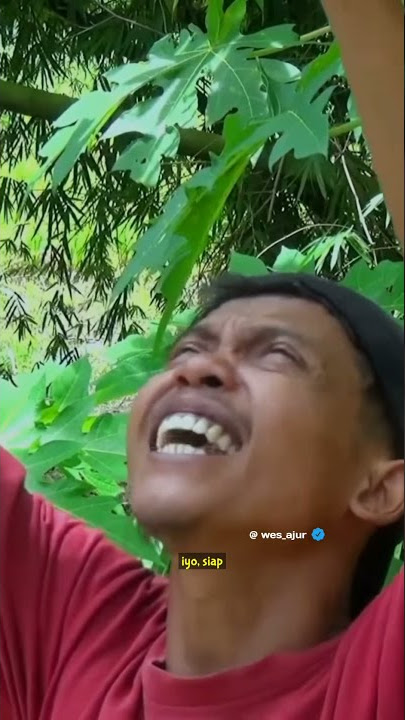 storywa ketiban pepaya lucu by wagundeso #wes_ajur #dagelan