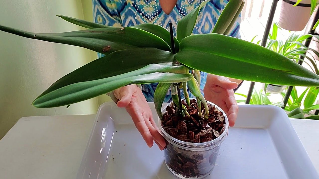 卡特兰上盆过程 Lc. Blue Boy × C. Porcia Coerulea 