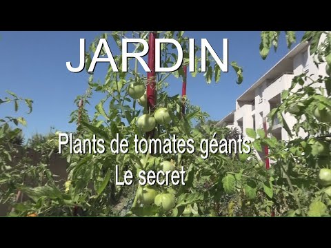 Vidéo: Arbre De Tomate. Propriétés De Valeur