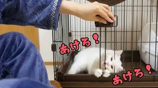 ケージに隔離された猫の様子がこちら