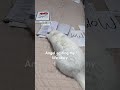 Merciless curator of my past 🙀 freeing my memories #LifeStory #Cat #Angel