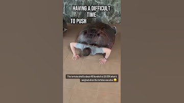 Thumbnail of lifting a tortoise shell