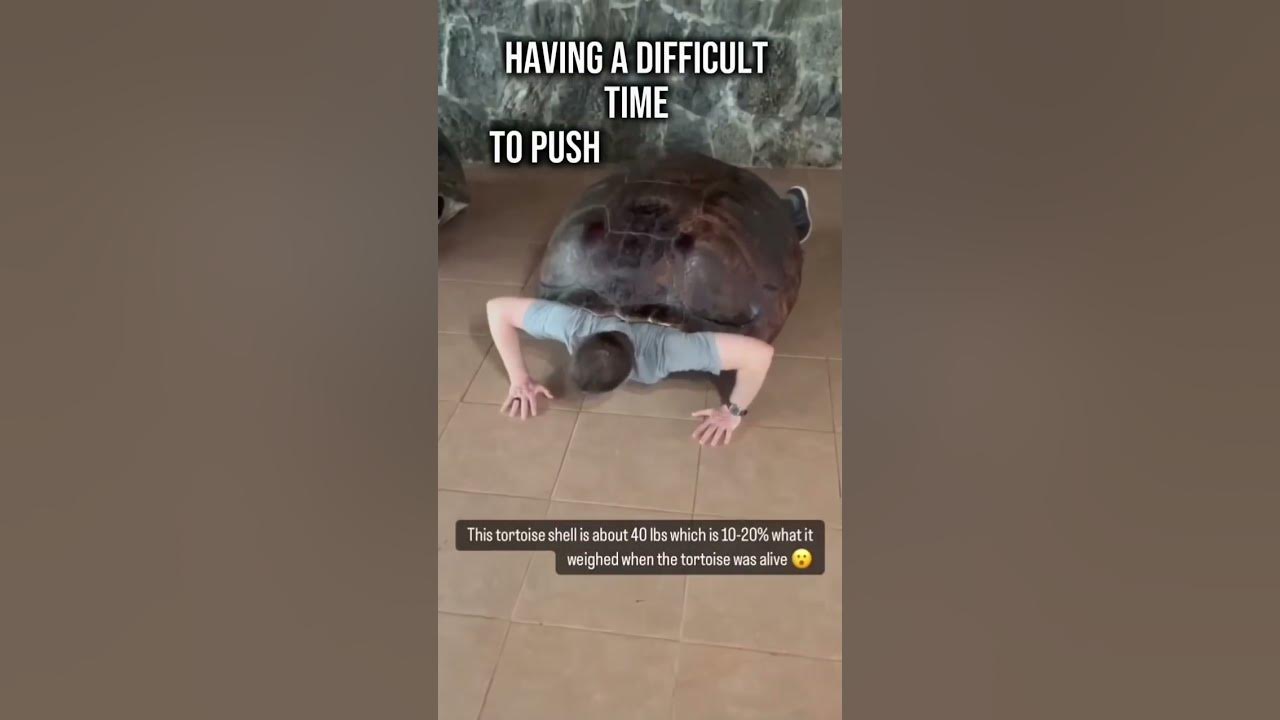 lifting a tortoise shell