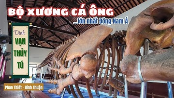 Chiêm bái bộ xương Cá Ông lớn nhất Đông Nam Á tại dinh Vạn Thủy Tú (Phan Thiết)