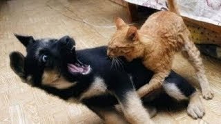 Perros Asustados por Gatos - Videos de Risa - Animales - [Nuevo]