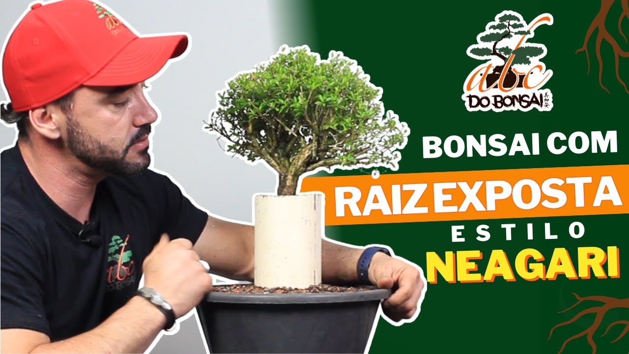 COMO FAZER BONSAI COM RAIZ EXPOSTA ESTILO NEAGARI YouTube