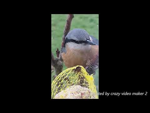 A cute little bird THINKING & eating in front of our window. Ein kleiner süßer Vogel,  beim essen.