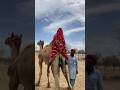 لن تصدق المزارع وزوجته يهدئان الجمل بطريقة غريبة