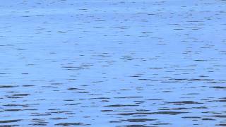 playful dolphins.MOV