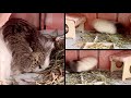 寝ぼけ眼で大パニック【モルモット】