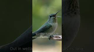 You won't believe how long some bird beaks get #shorts #birds #facts