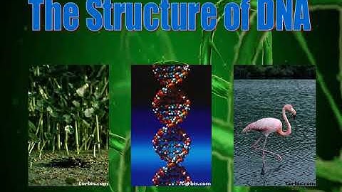 DNA Structure and Replication video