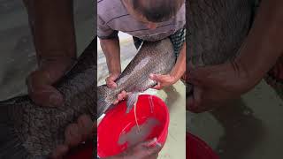 Healthy Katol Fish Breeding Program #reels