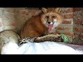 Foxes as Pets: Indoor vs. Outdoor?