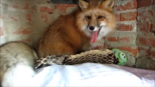 Foxes as Pets: Indoor vs. Outdoor?