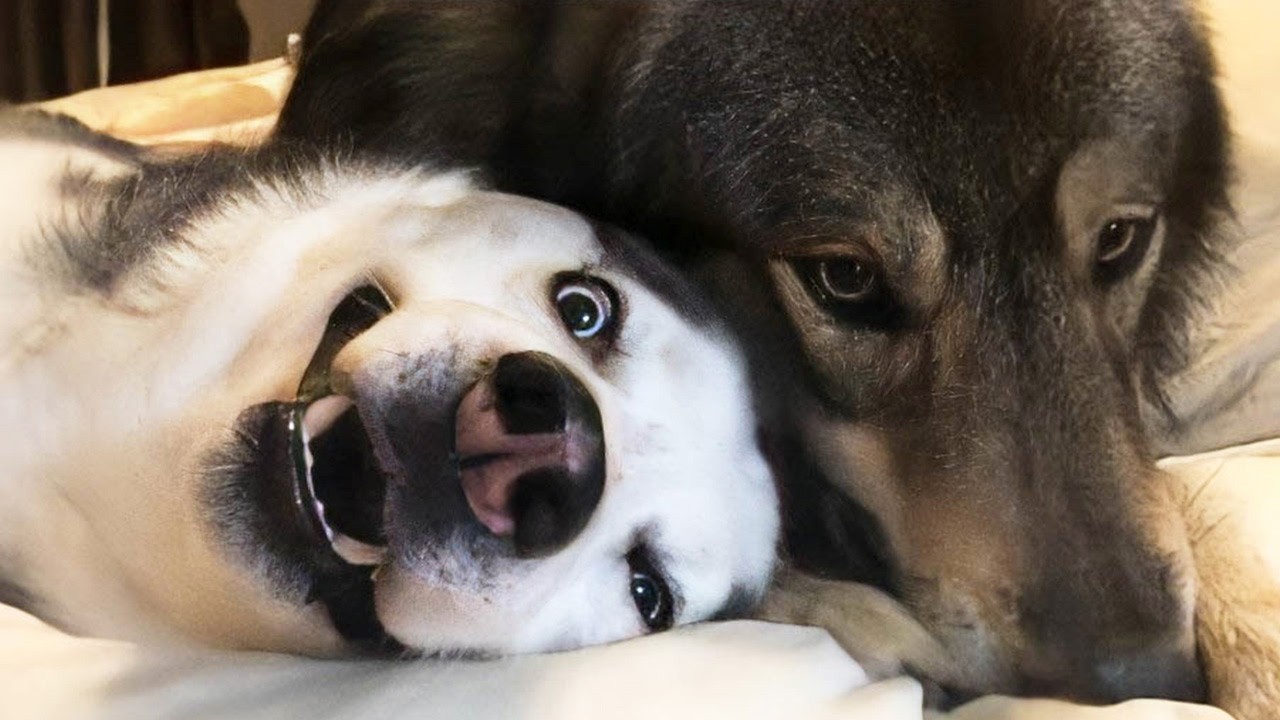 Husky raises abandoned wolf pup. A year later, the cold-eyed beast
