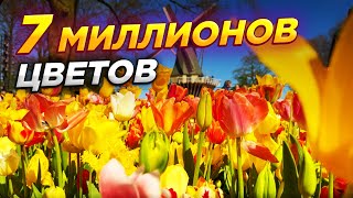 Самый красивый САД ТЮЛЬПАНОВ в мире🌷 КЁКЕНХОФ Релакс Тур 4К