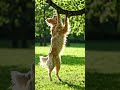 Dog try to Inspire #kids #nature #life #science #kuds #funny #kidsfun