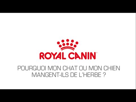 Vidéo: Les chiens peuvent-ils manger de l'herbe à chat ? Que faire des chiens dans les plantes d'herbe à chat