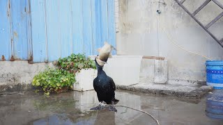 Great Cormorant Eats The Whole Fish Instantly