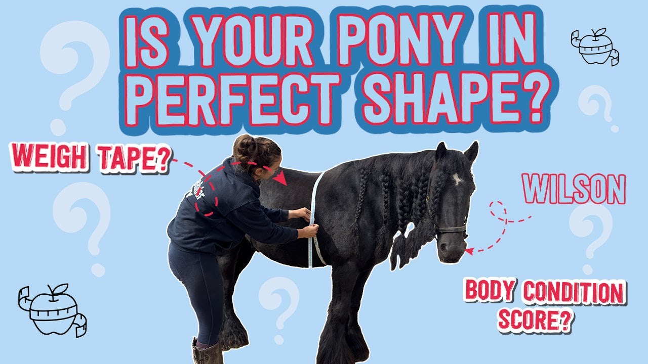 How-to use a weigh tape and body condition score! ⭐️