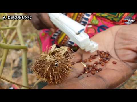 Video: Tumbuhan Menjadi Perang Di Tengah - Apa yang Menyebabkan Daun Perang Di Tengah