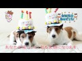 √無料でダウンロード！ ��生 日 画像 動物 204956-誕生日 動画 素材 無料 ダウン��ード