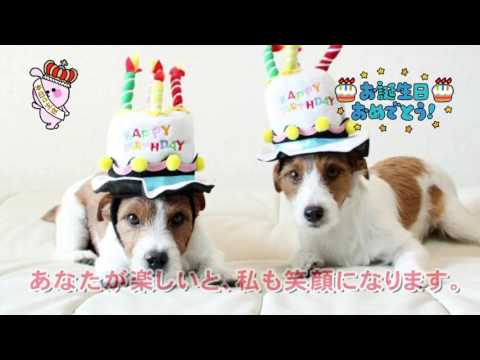 誕生日に使える可愛い動物癒し系動画 オルゴール Happy Birthday Youtube