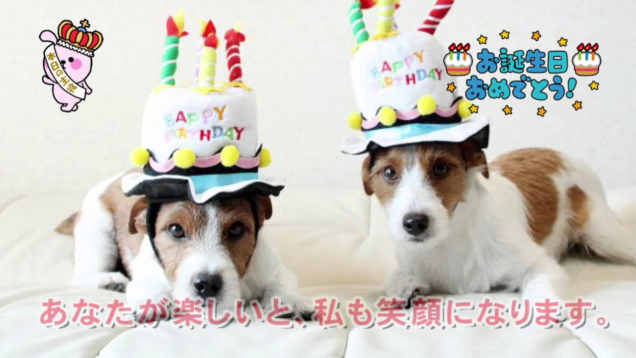 誕生日に使える可愛い動物癒し系動画 オルゴール Happy Birthday Youtube