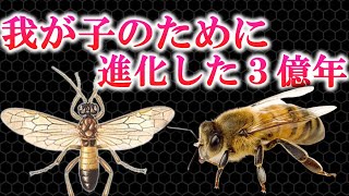 【ゆっくり解説】ハチの進化　針・毒・社会性はどこから来た？