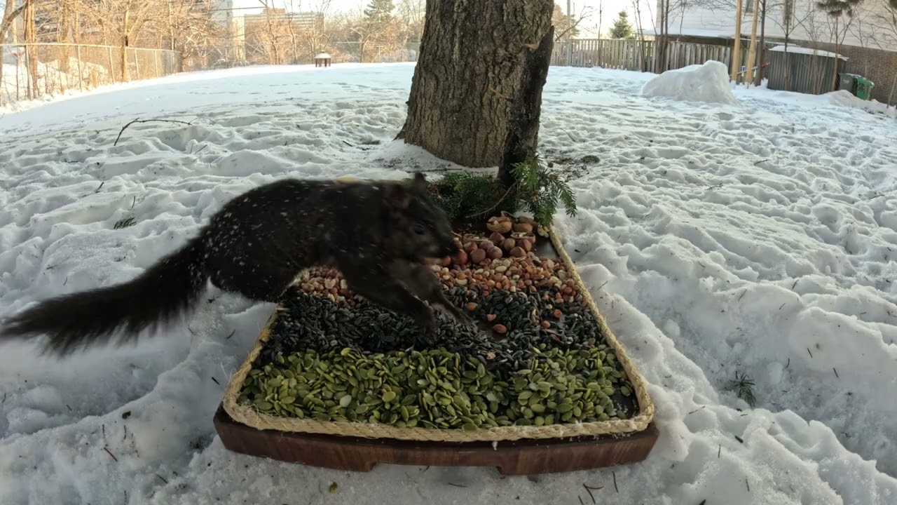 Peaceful Nature Moments at the Feeding Board