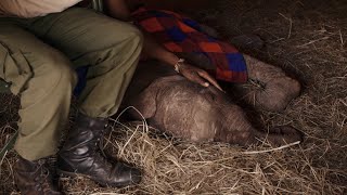 45 Years Protecting Wildlife and Habitats in Kenya | Sheldrick Trust