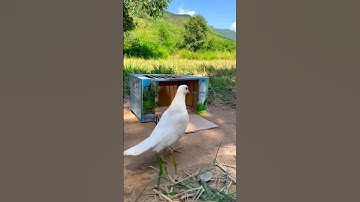 Amazing Dove Bird Trap #youtubeshorts#diy #birdstrap #birds