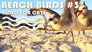 Beach Birds For Cats To Watch #3 - Laughing Gulls And Black Skimmers. Bird Video For Cats.