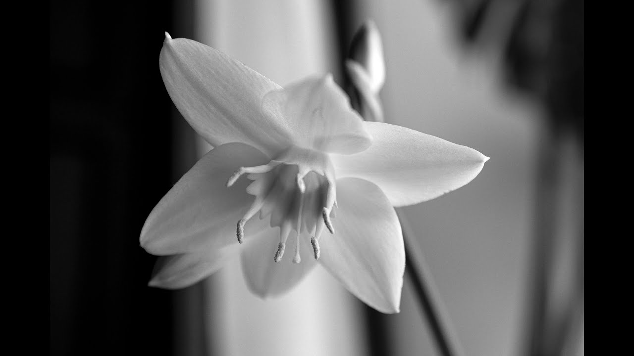 Бильярд Ишим Аркадий-Евгений (Свободная пирамида) - YouTube