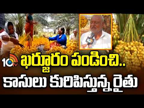 Farmer Earning Lakhs From Date Palm Farming | ఖర్జూరం పండించి.. కాసులు కురిపిస్తున్న రైతు | 10TV - 10TVNEWSTELUGU
