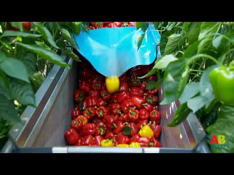 Video: Topdressing Van Paprika's Met As: In De Kas En In Het Open Veld. Hoe Correct Bemesten? Houden Paprika's Van Water Geven Met Asinfusie?