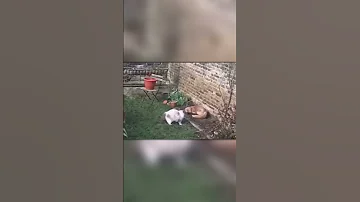 Лиса Против Домашней Кошки
