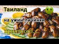 Ужин жареные тараканы Паттайя 2019 Таиланд 2019