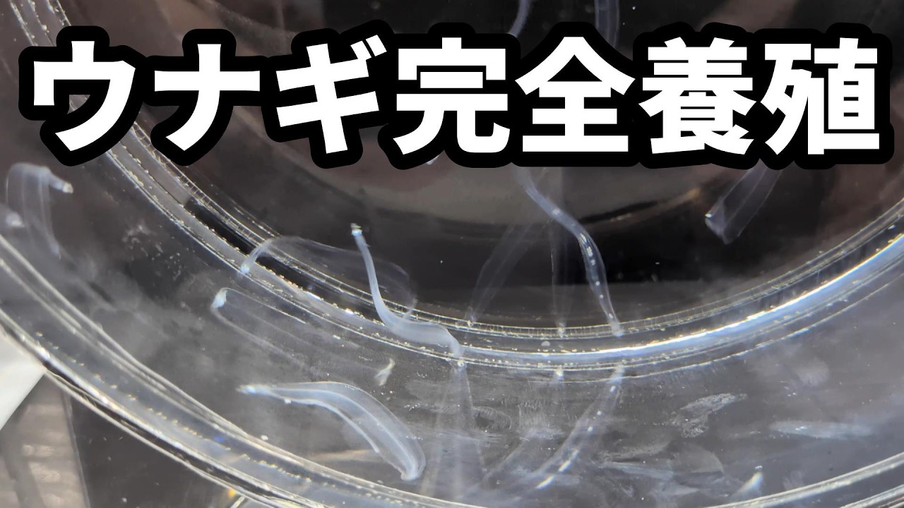 ウナギ完全養殖
