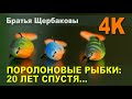 ПОРОЛОНОВЫЕ РЫБКИ: 20 ЛЕТ СПУСТЯ...