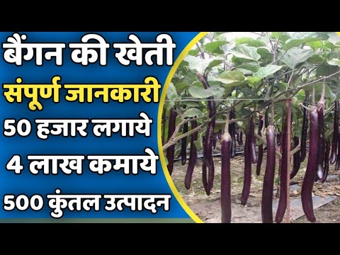 वीडियो: बैंगनी पत्ता बेर क्या है: बैंगनी पत्ता बेर के पेड़ उगाने के बारे में जानें
