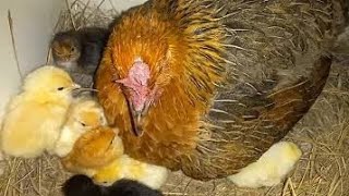 دجاجة بيضاء يفقس بيضها لأول مرة | الدجاجة حصاد البيض للكتاكيت