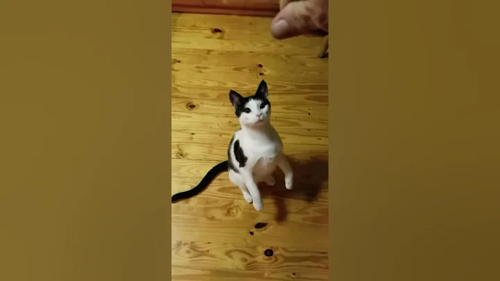 Nugget and his tricks